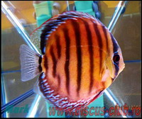 brown discus