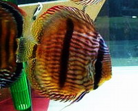 heckel discus