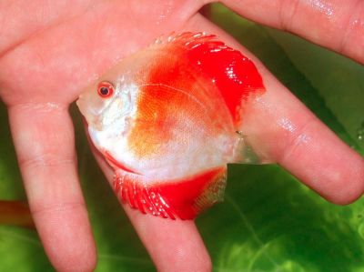 DISCUS SANCTUARY acum si in Romania