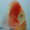 Red melon.jpg