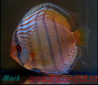 blue discus wild