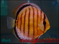 green discus wild