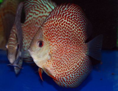 DISCUS SANCTUARY acum si in Romania
